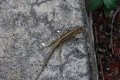 Microlophus indefatigabilis