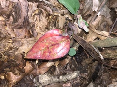 Smilax