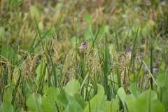 Ploceus philippinus