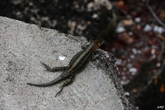 Microlophus indefatigabilis