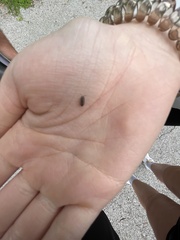 Armadillidium nasatum