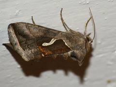 Macdunnoughia confusa