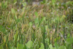 Ploceus philippinus