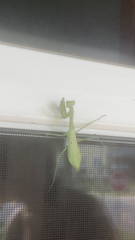 Schizomantodea