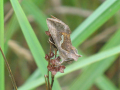 Macdunnoughia confusa