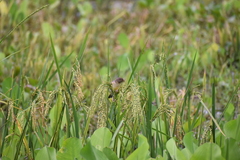 Ploceus philippinus
