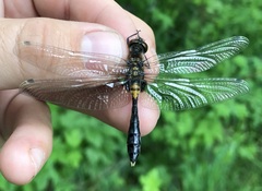 Leucorrhinia caudalis