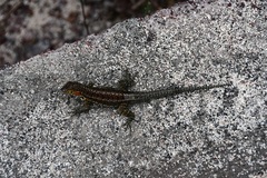 Microlophus indefatigabilis