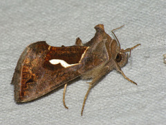 Macdunnoughia confusa