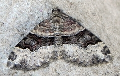 Xanthorhoe lacustrata
