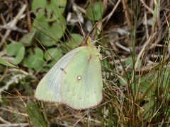 Colias lesbia