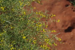 Calobota