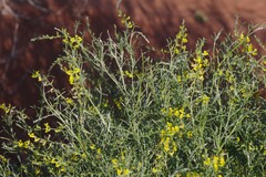 Calobota