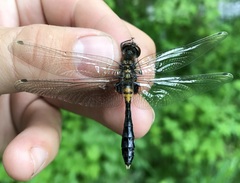Leucorrhinia caudalis