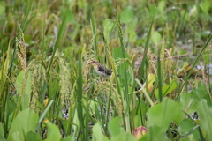 Ploceus philippinus