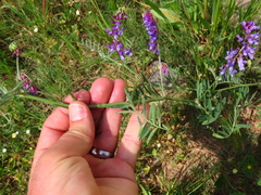 Vicia villosa