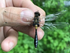 Leucorrhinia caudalis