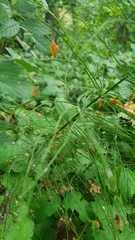 Equisetum