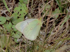 Colias lesbia