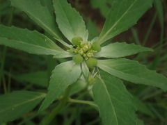 Euphorbia davidii