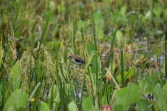 Ploceus philippinus