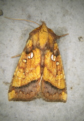 Papaipema leucostigma