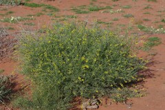 Calobota