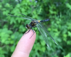 Leucorrhinia caudalis