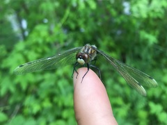 Leucorrhinia caudalis
