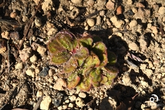 Drosera collina
