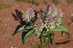 Lachenalia anguinea