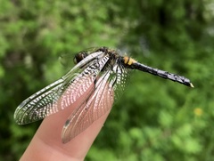 Leucorrhinia caudalis