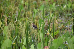 Ploceus philippinus