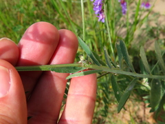 Vicia villosa