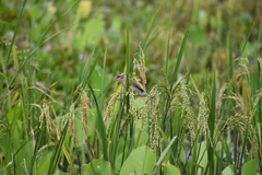 Ploceus philippinus