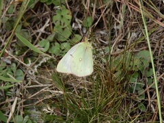 Colias lesbia