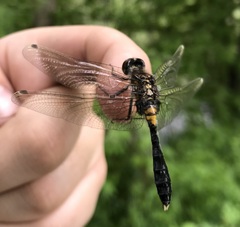 Leucorrhinia caudalis