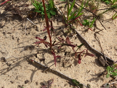Rumex lativalvis