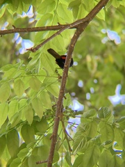 Ramphocelus passerinii