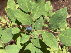 Vaccinium ovalifolium