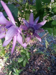 Passiflora × kewensis
