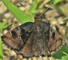 Eretis umbra umbra