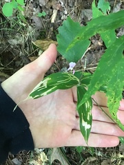 Dichanthelium boscii
