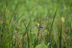 Ploceus philippinus