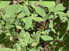 Vaccinium ovalifolium