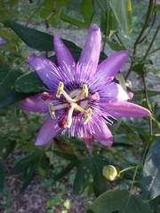Passiflora × kewensis