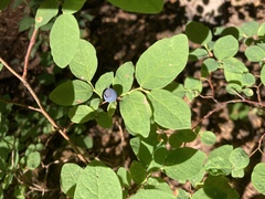 Vaccinium ovalifolium