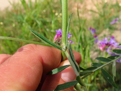 Vicia villosa