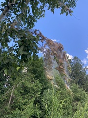 Malacosoma americana