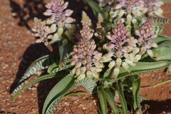 Lachenalia anguinea